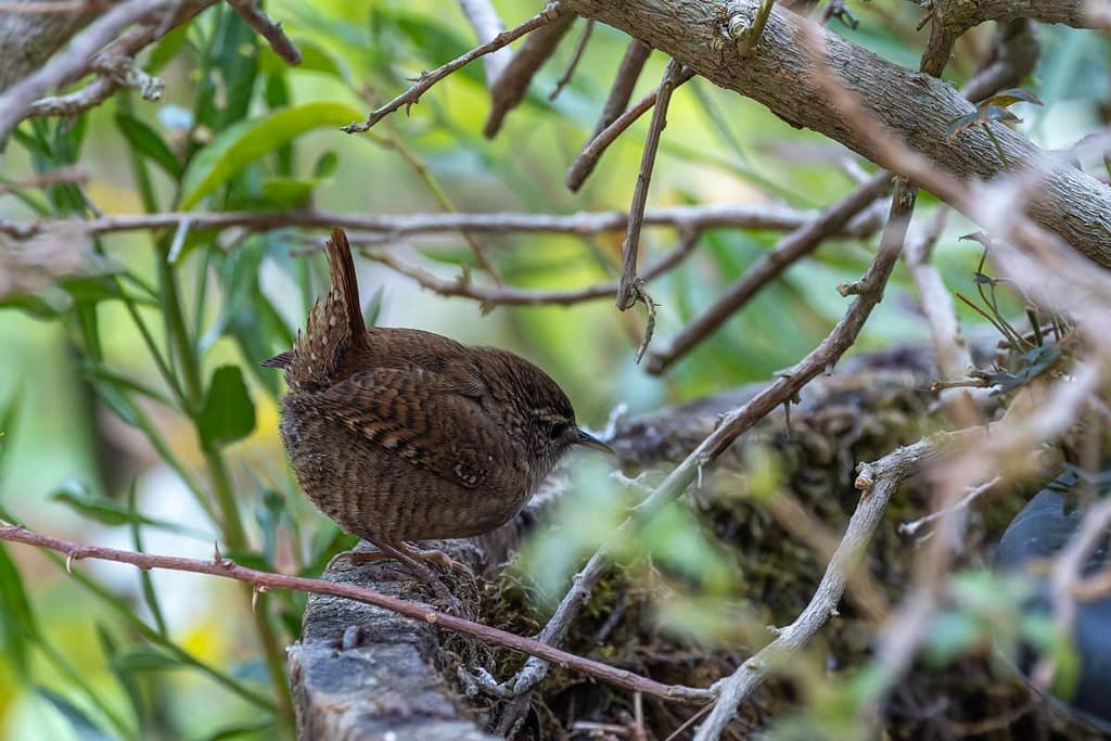 Troglodytes troglodytes - Winterkoninkje