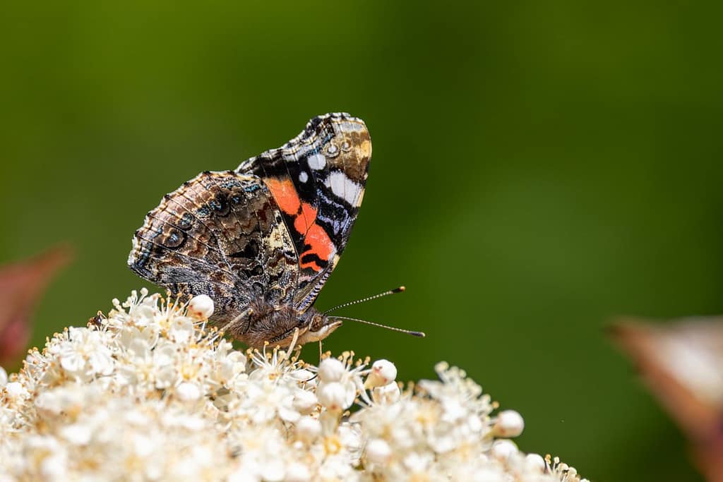 Vanessa atalanta - Atalanta of Admiraalvlinder
