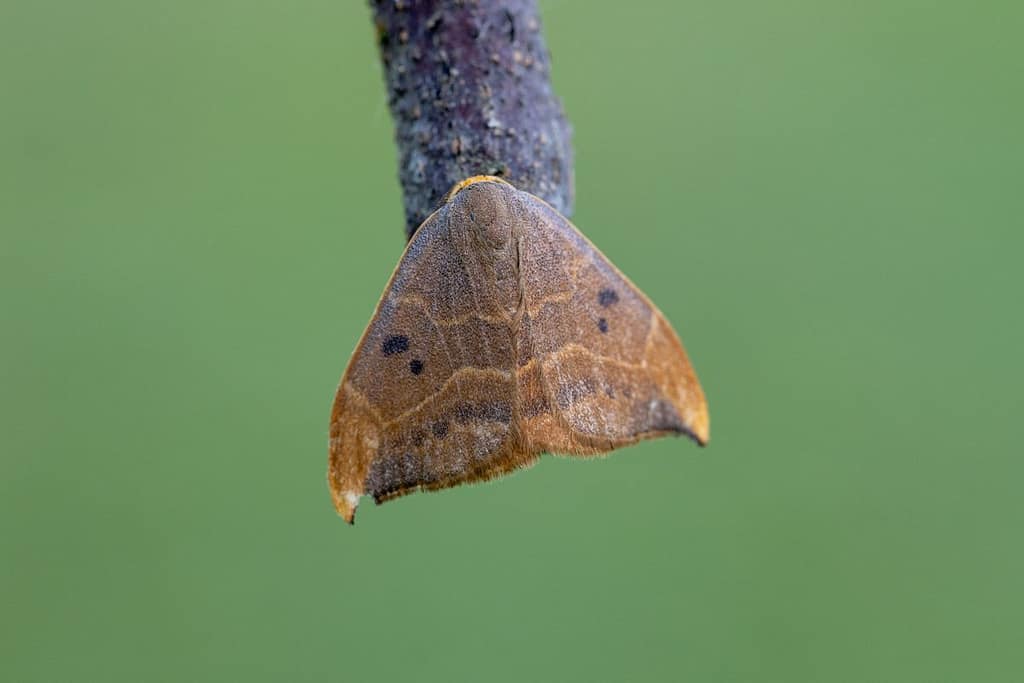 Watsonalla binaria - Gele eenstaart
