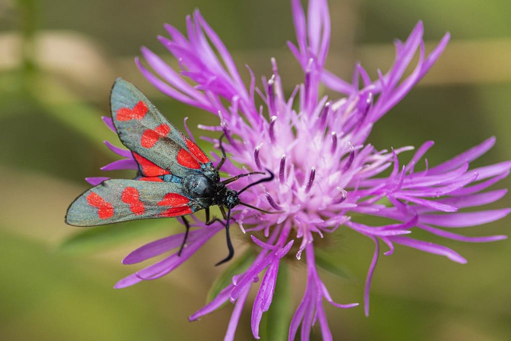 Zygaena filipendulae - Sint jansvlinder