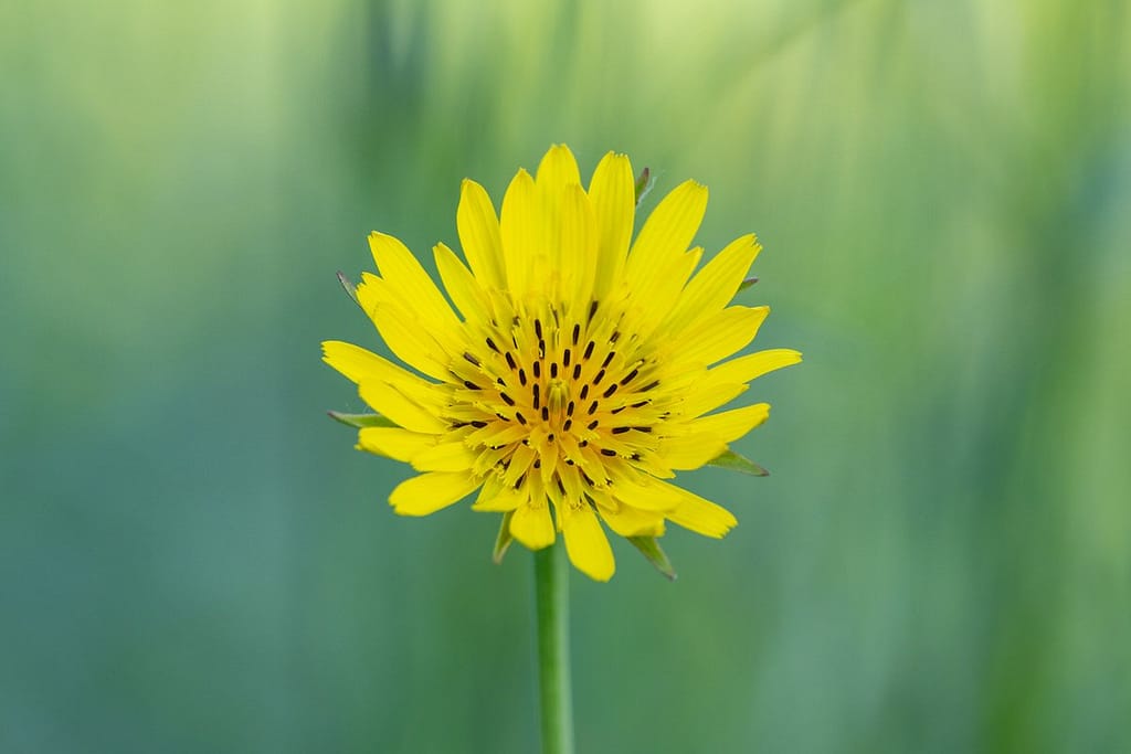 Tragopogon pratensis - Gele morgenster