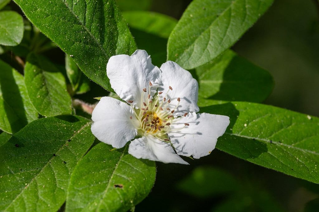 Mespilus germanica - Mispel