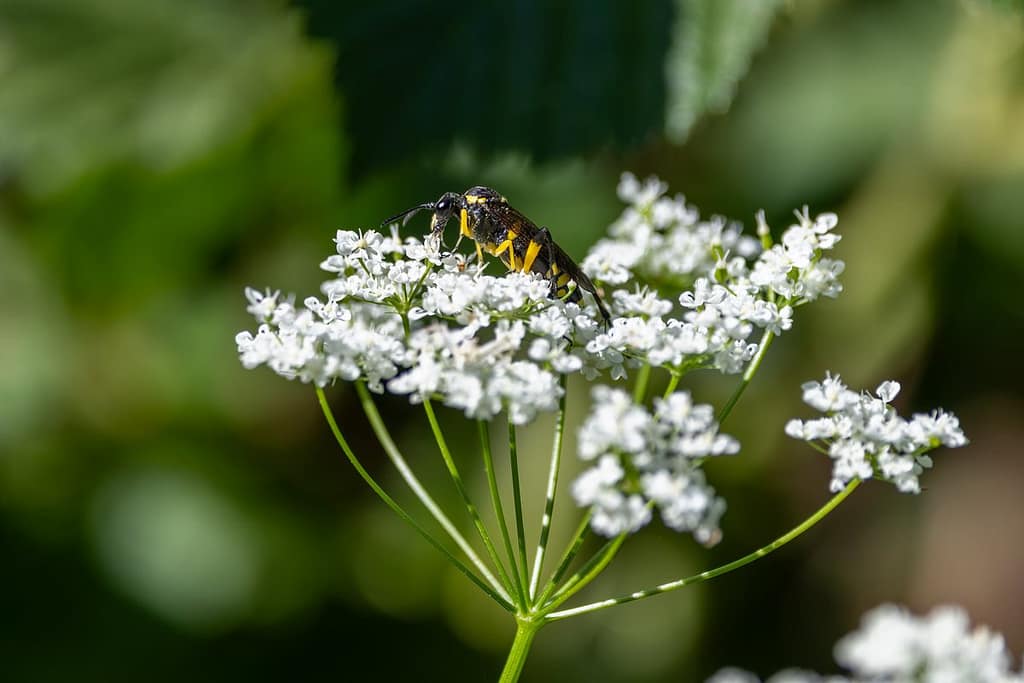 Macrophya montana