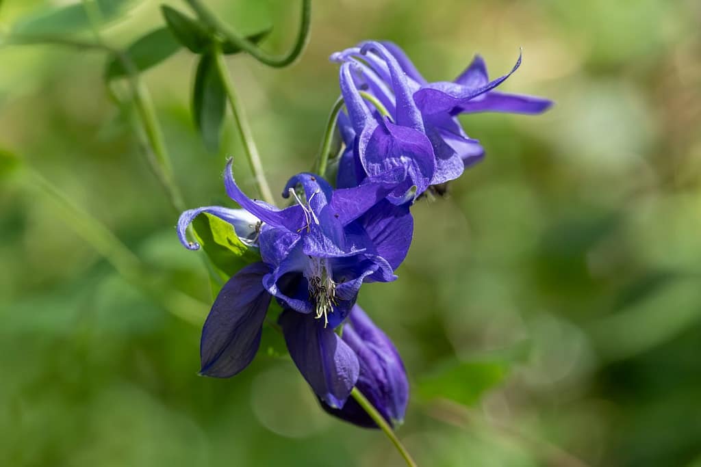 Aquilegia - Akelei