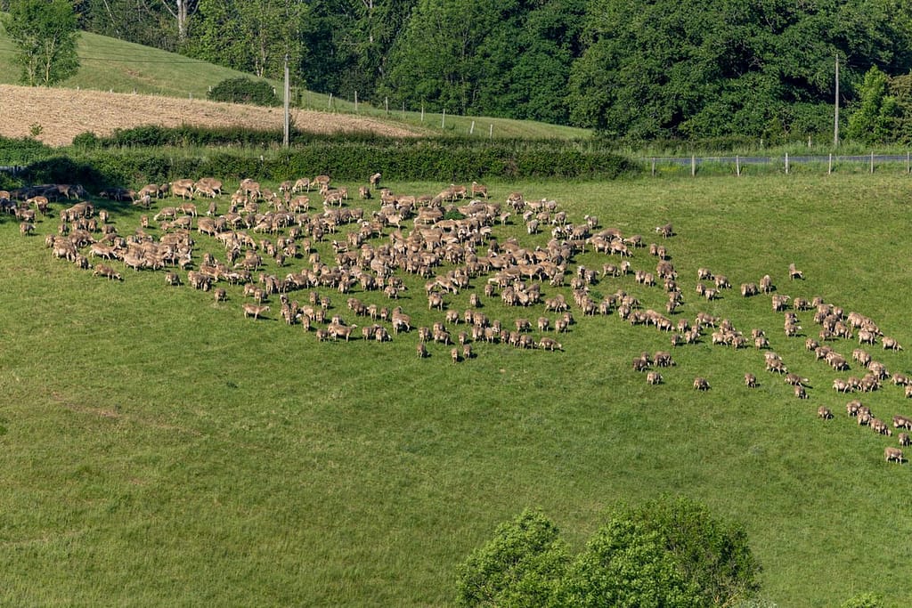 Kudde schapen