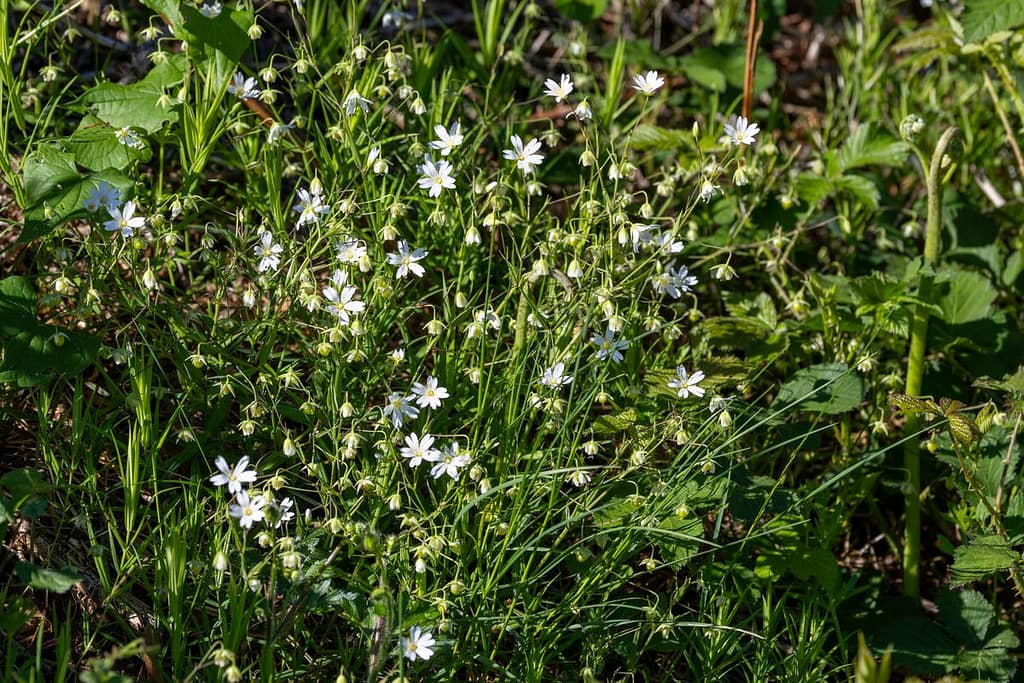 Stellaria holostea - Grote muur