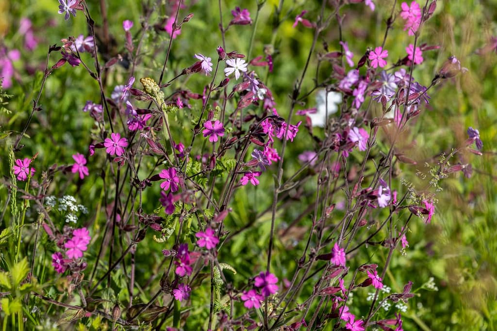 Silene dioica - Dagkoekoeksbloem