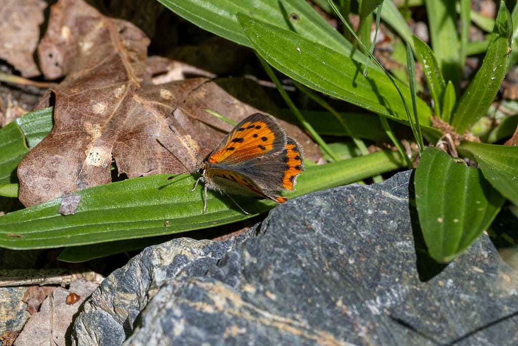 Lycaena phlaeas - Kleine vuurvlinder