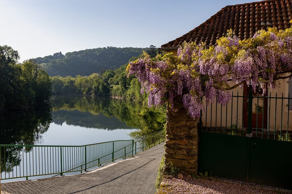 Wisteria - Blauwe regen