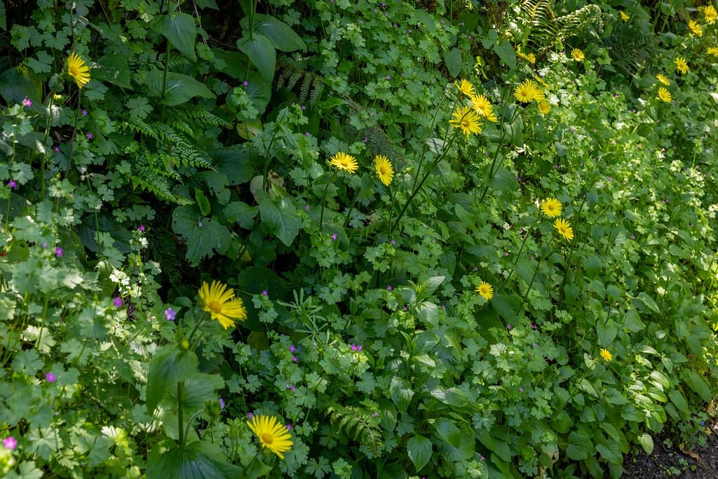 Doronicum pardalianches - Hartbladzonnebloem
