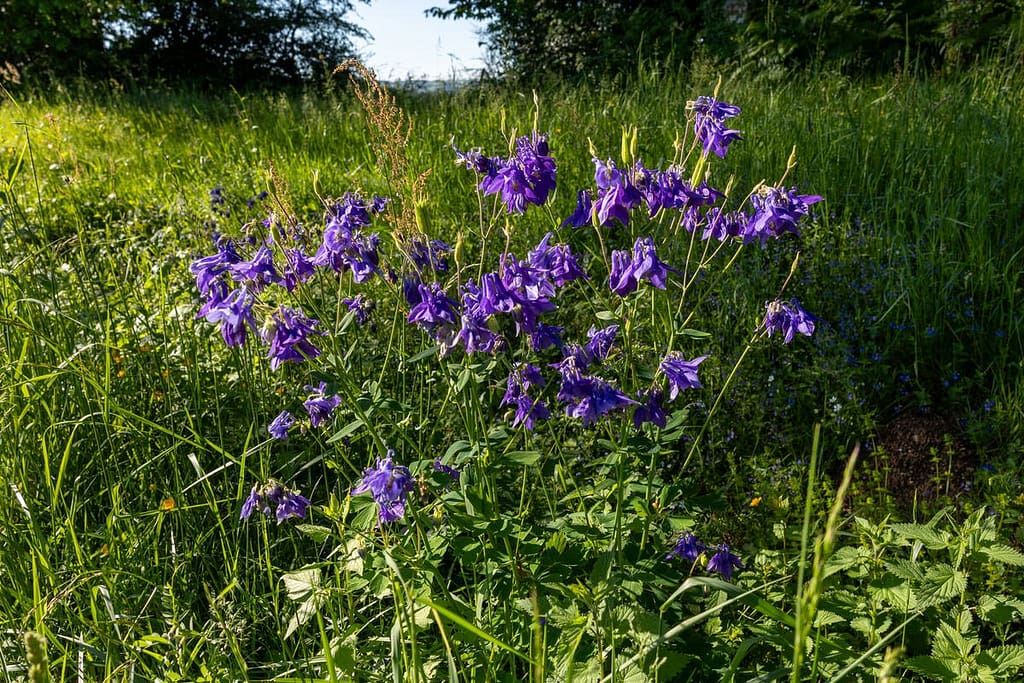Aquilegia - Akelei
