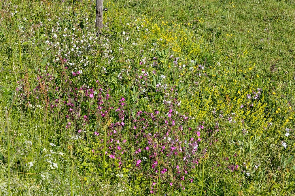 Bloeiende bermen langs wandelroute Sentier du chevreuil