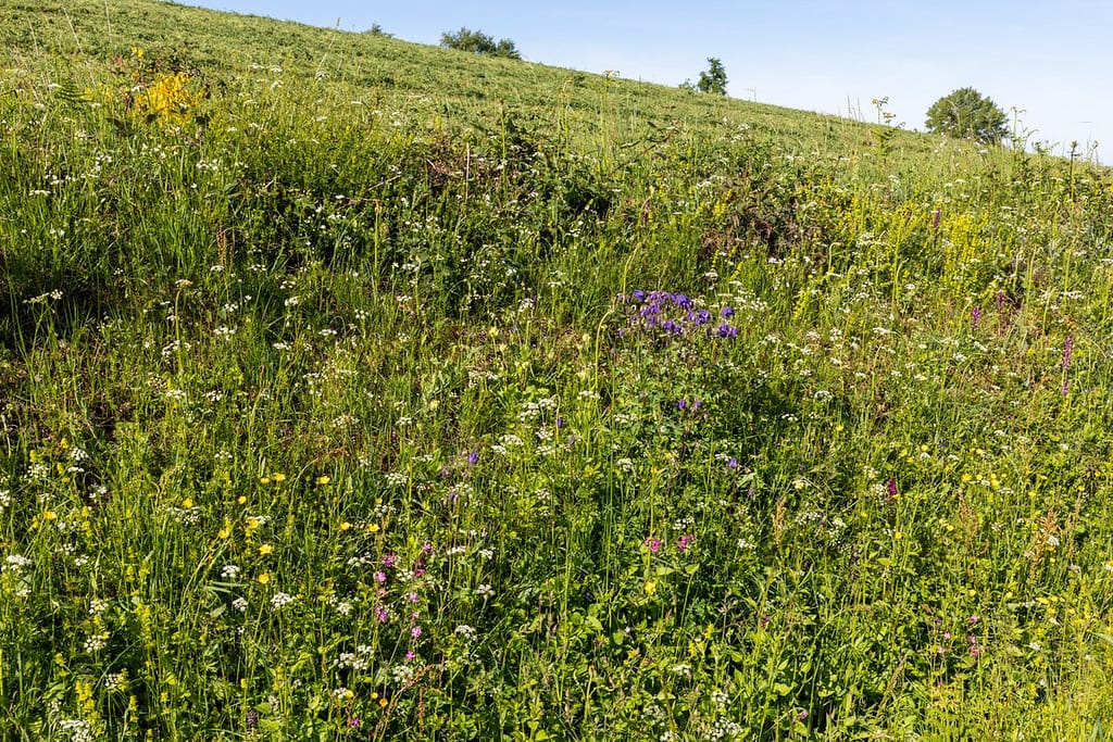 Bloeiende bermen langs wandelroute Sentier du chevreuil