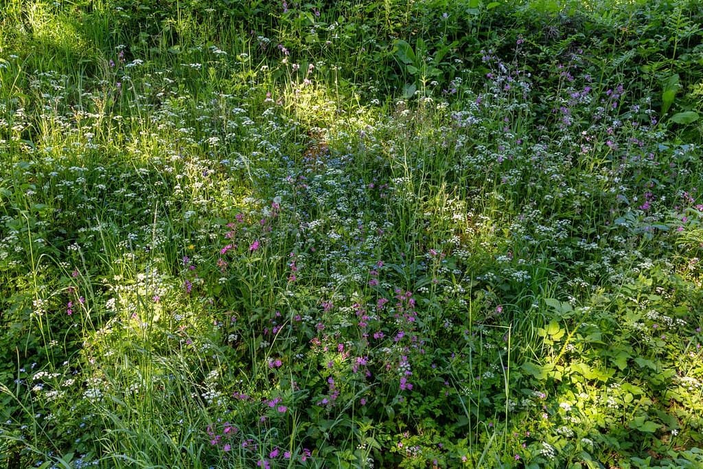 Bloeiende bermen langs wandelroute Sentier du chevreuil