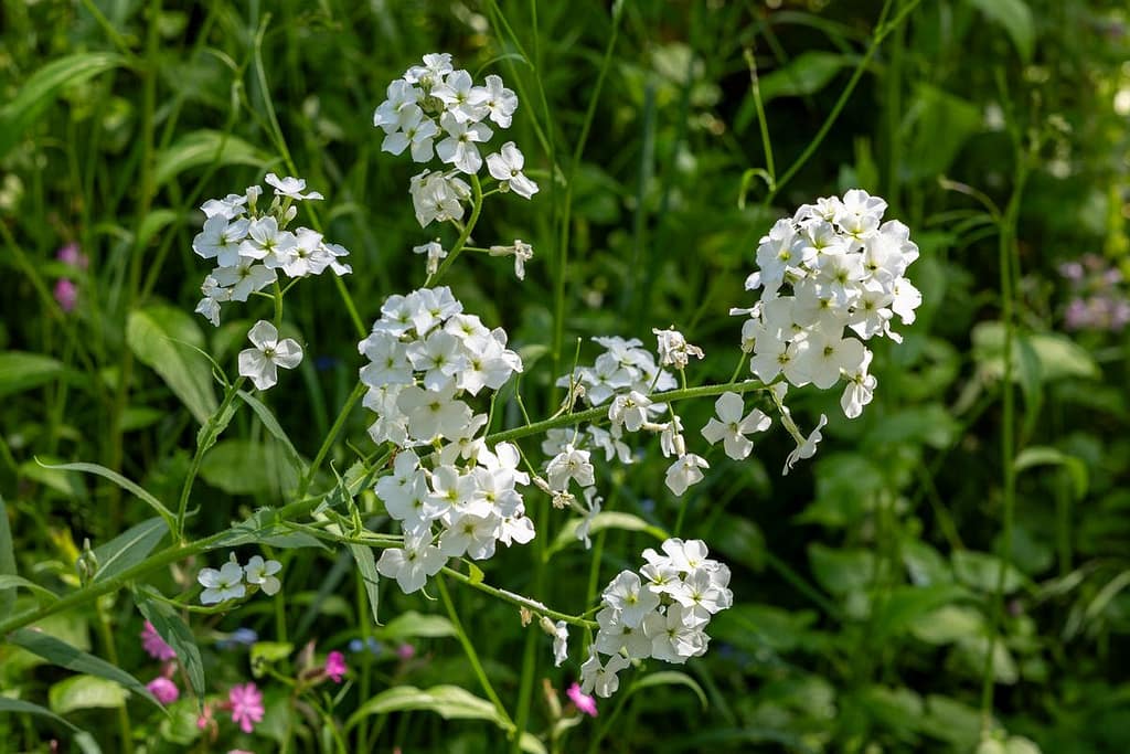 Hesperis matronalis - Damastbloem in het wit