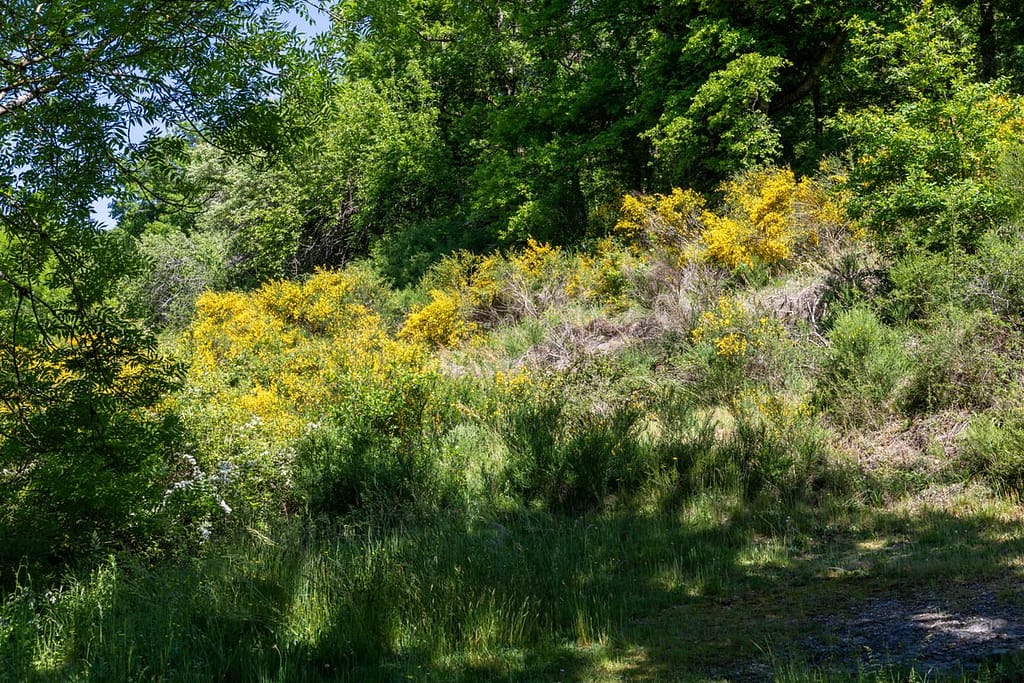 Cytisus scoparius - Brem