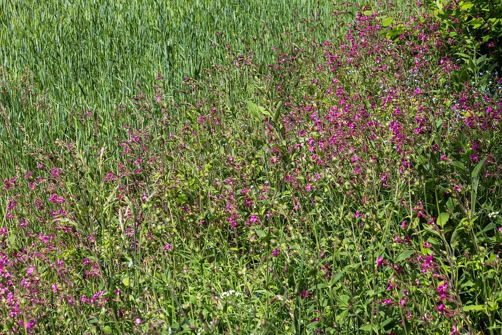 Boeiende bermen langs wandelroute Sentier du chevreuil