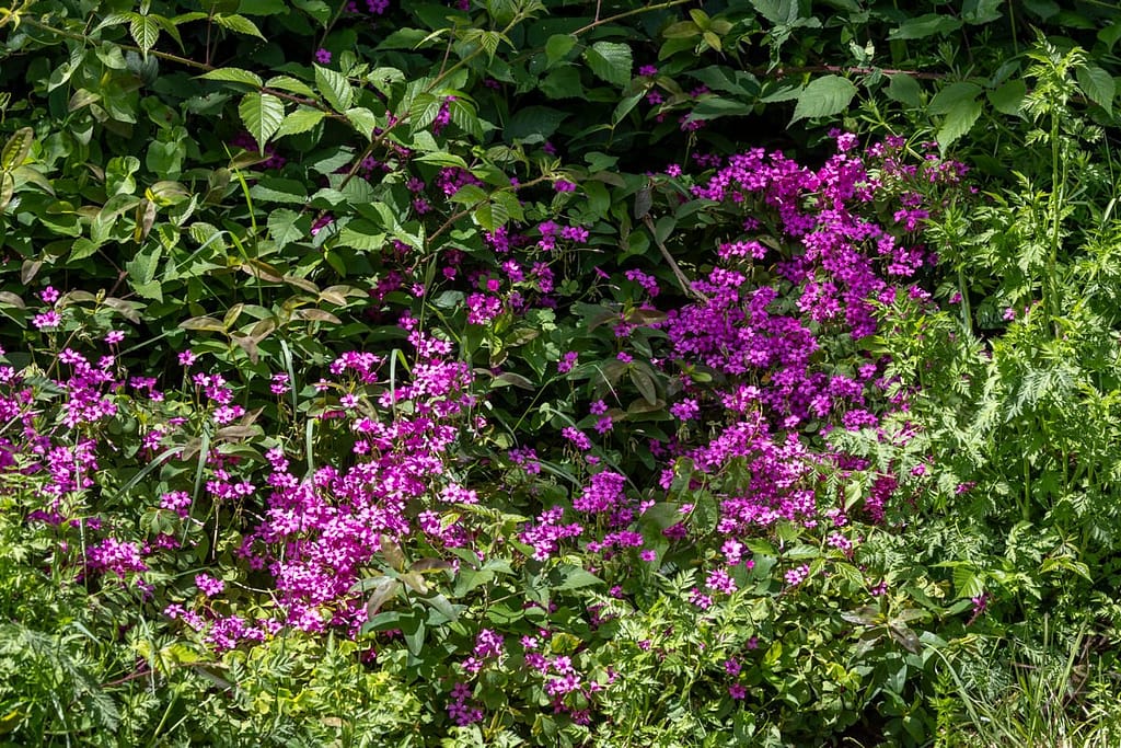 Oxalis articulata