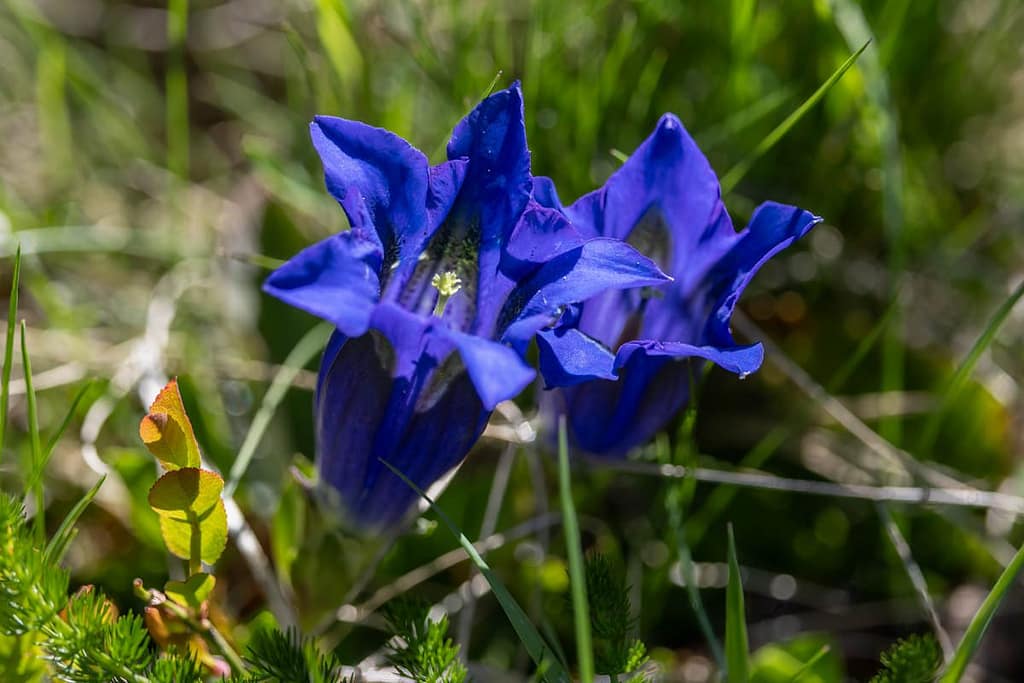 Gentiana - Gentiaan