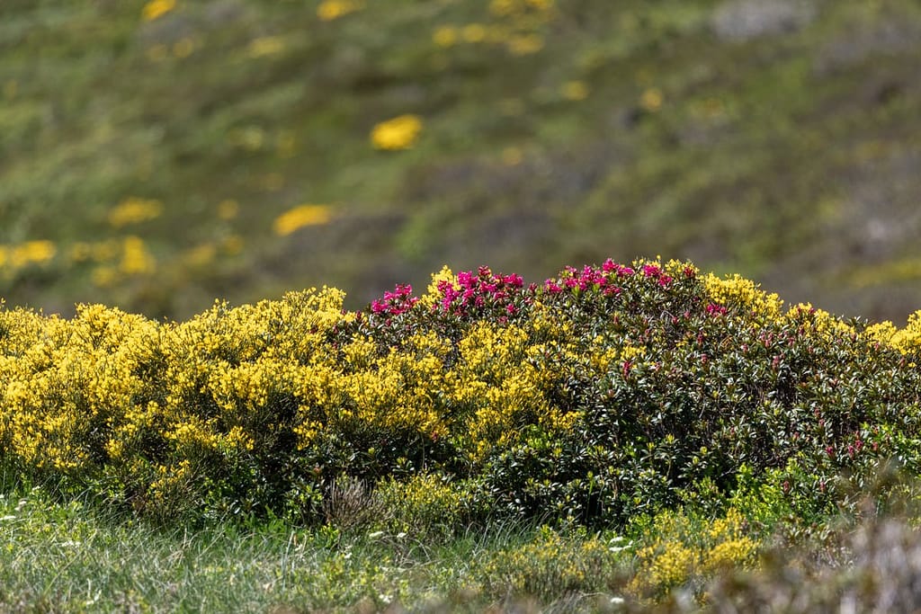 Brem en Gewone alpenroos