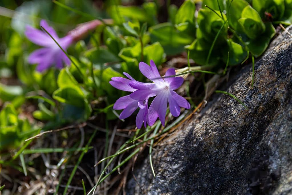Primula integrifolia