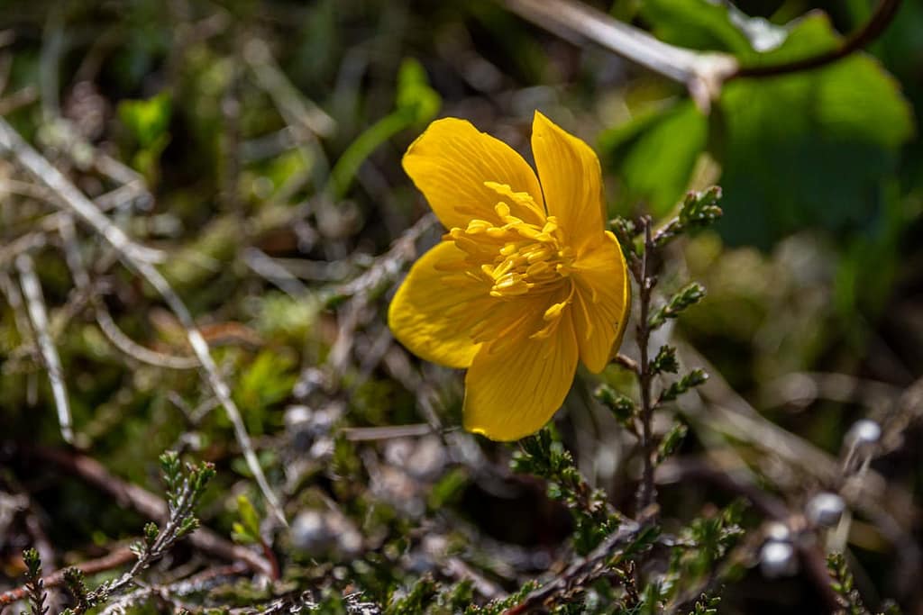 Caltha palustris - Gewone dotterbloem