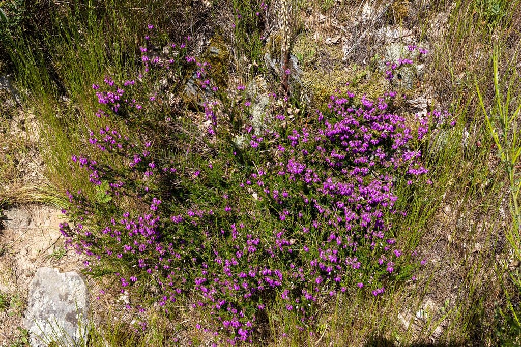 Erica cinerea - Rode dophei
