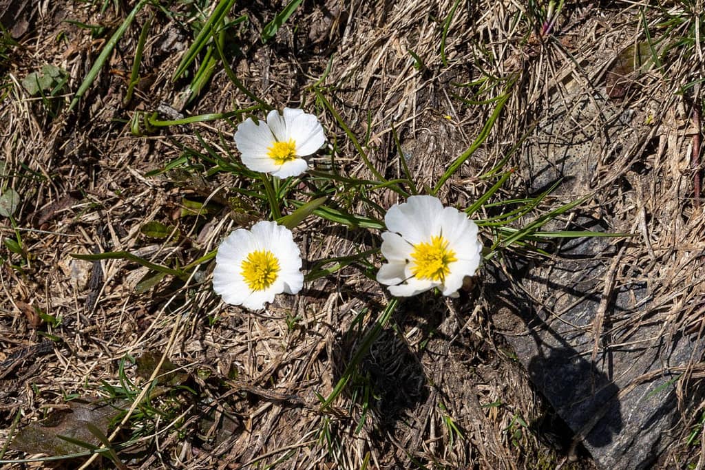 Ranunculus pyrenaeus - Pyrenese boterbloem