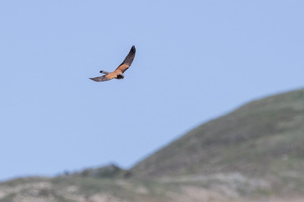 Falco tinnunculus - Torenvalk