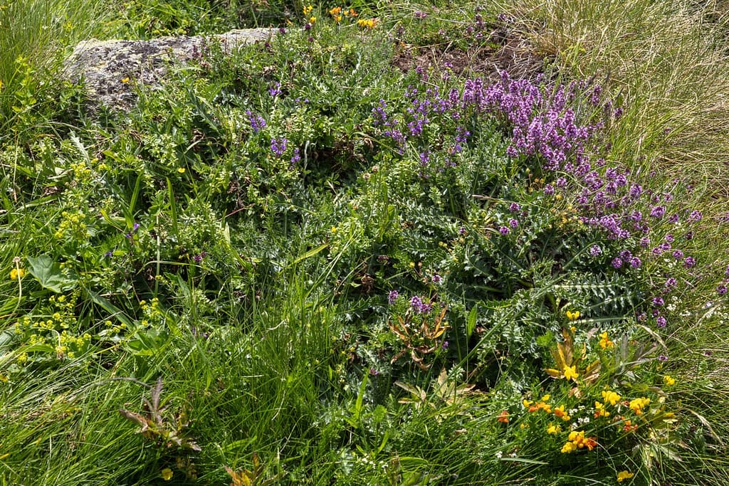 Uitzicht langs wandeling naar Étangs de Fontargente