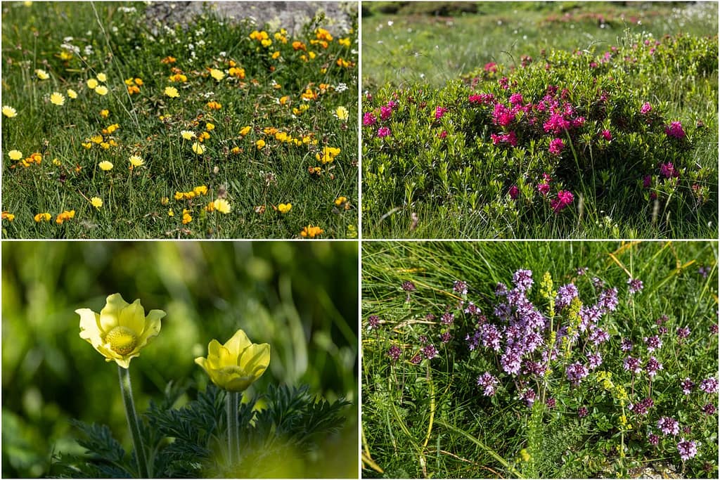 Wilde bloemen Pyreneeën