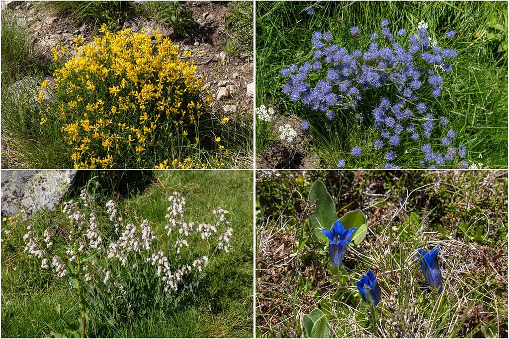 Wilde bloemen Pyreneeën