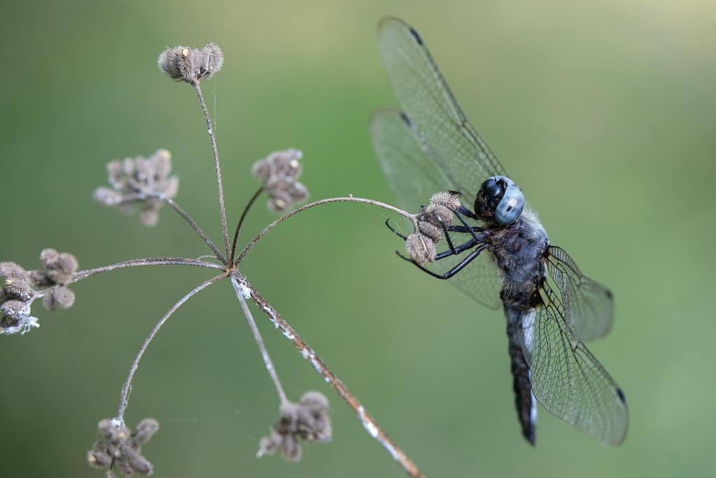 Libellula fulva – Bruine korenbout