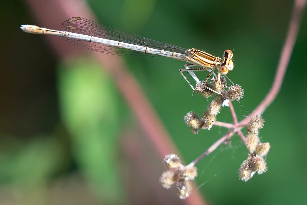 Platycnemis latipes–witte breedscheenjuffer