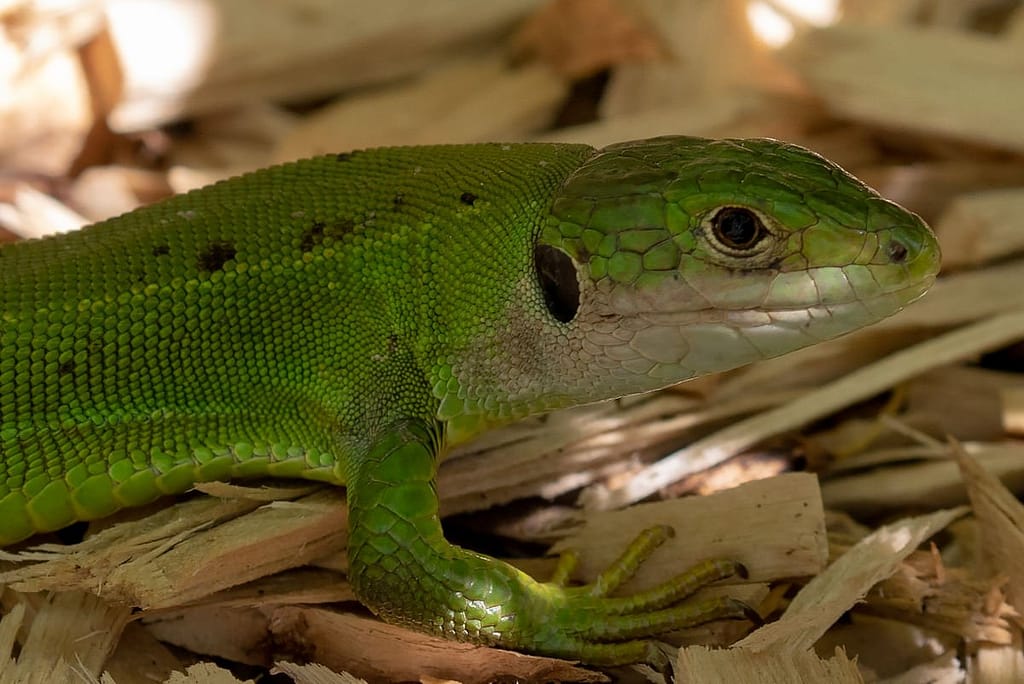 Lizard vert, Westelijke smaragdhagedis