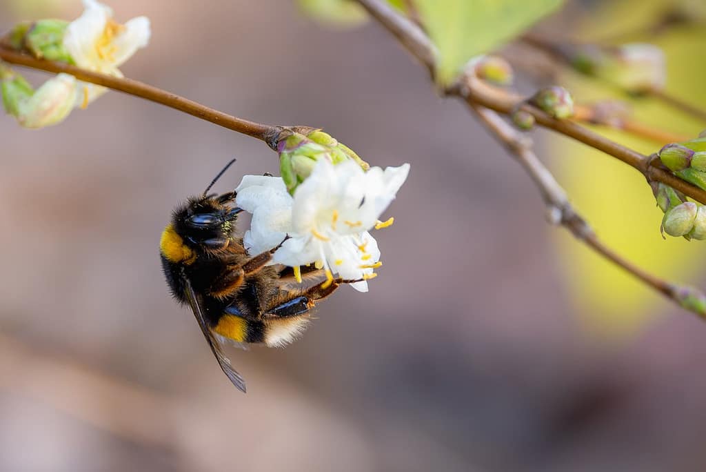 Bombus terrestris - Aardhommel