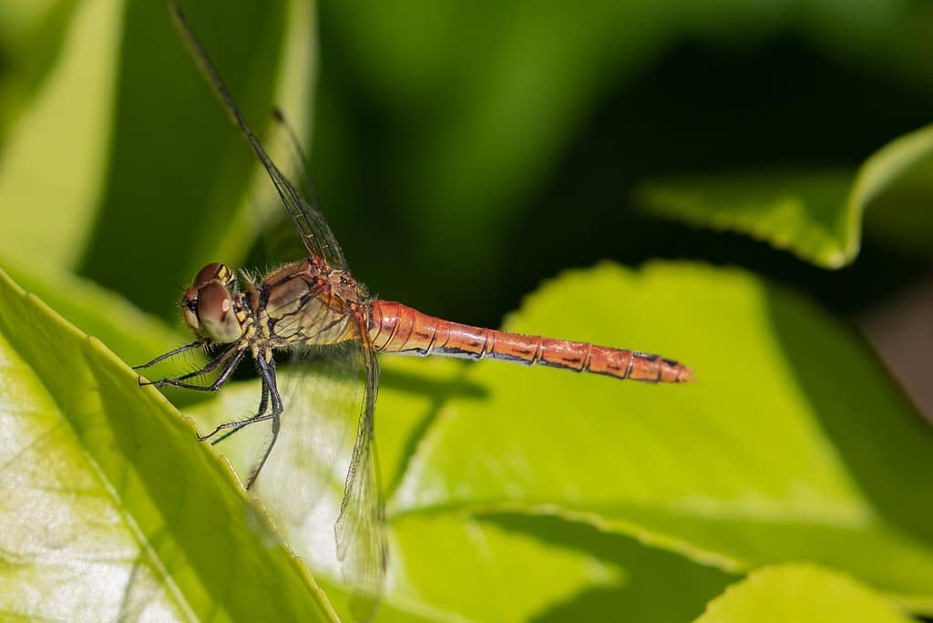Sympetrum Sanguineum - Bloedrode heidelibel