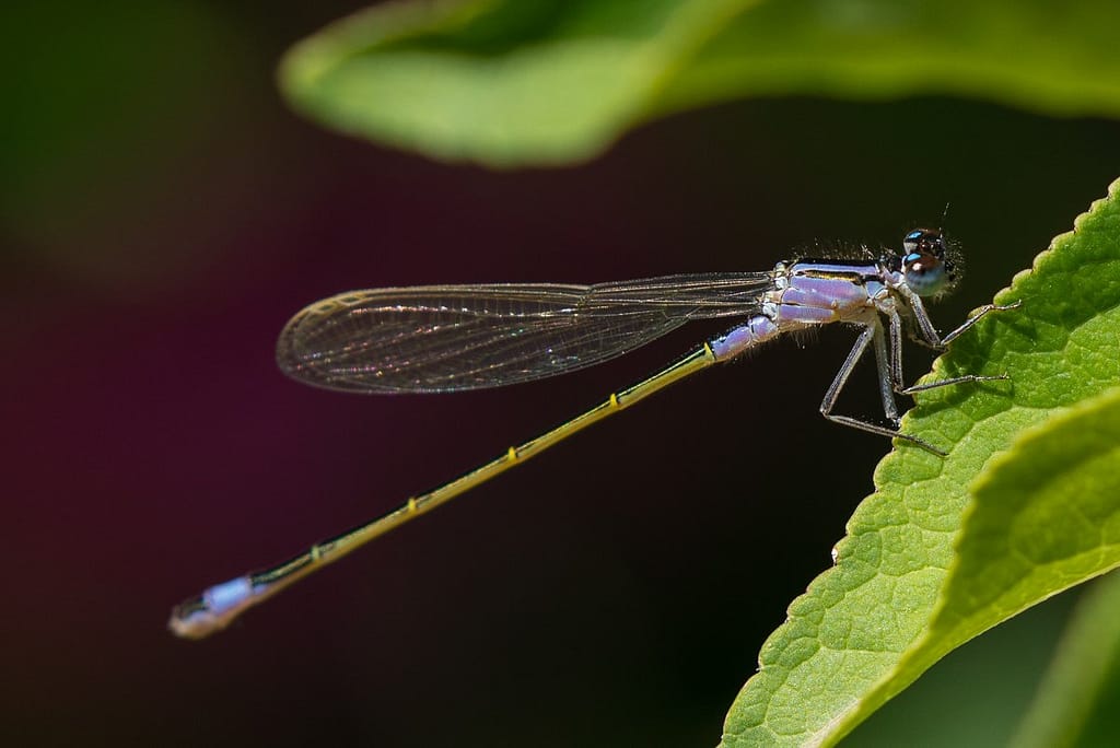 Ischnura Elegans - Lantaarntje