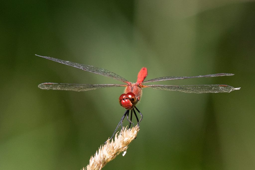 Crocothemis erythraea - Vuurlibel