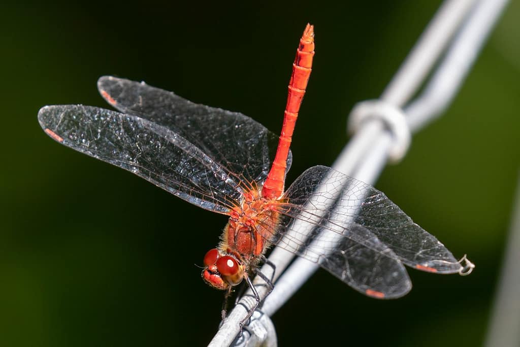 Crocothemis erythraea - Vuurlibel