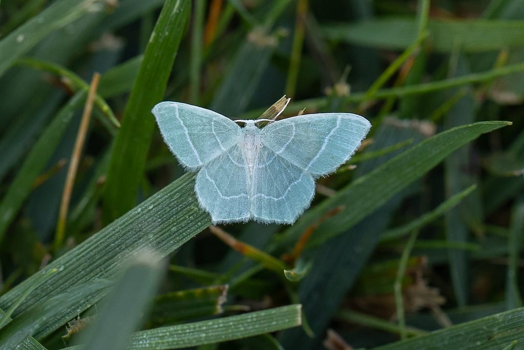 Jodis Lactearia, Melkwitte zomervlinder