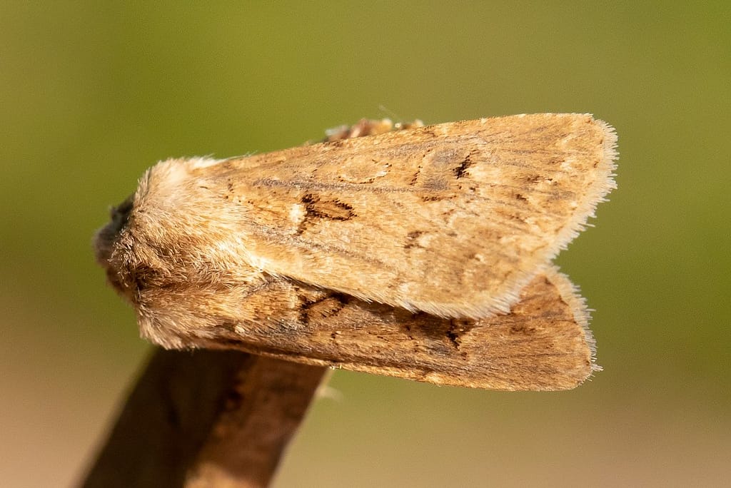 Agrotis bigramma