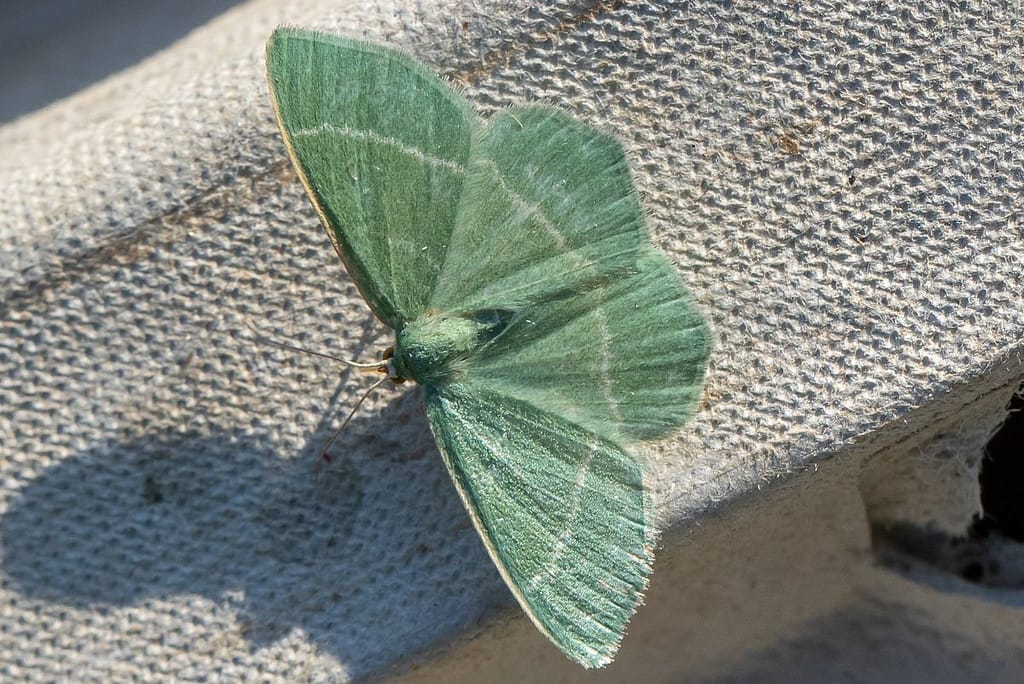 Chlorissa viridata, Smaragdgroene zomervlinder