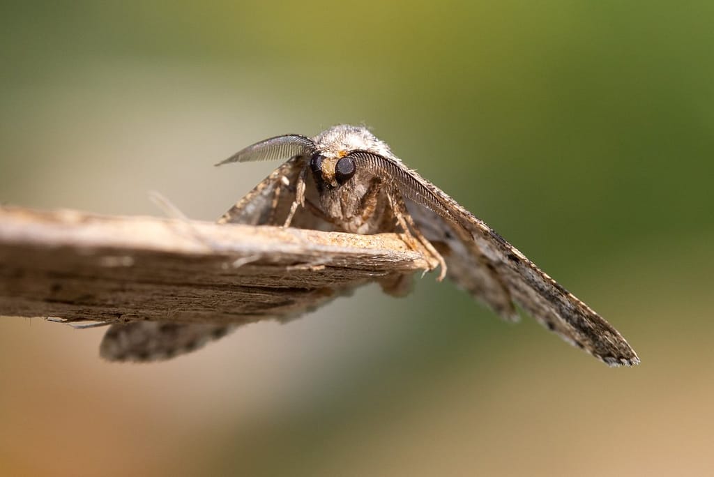 Synopsia sociaria, Zuidelijke spikkelspanner