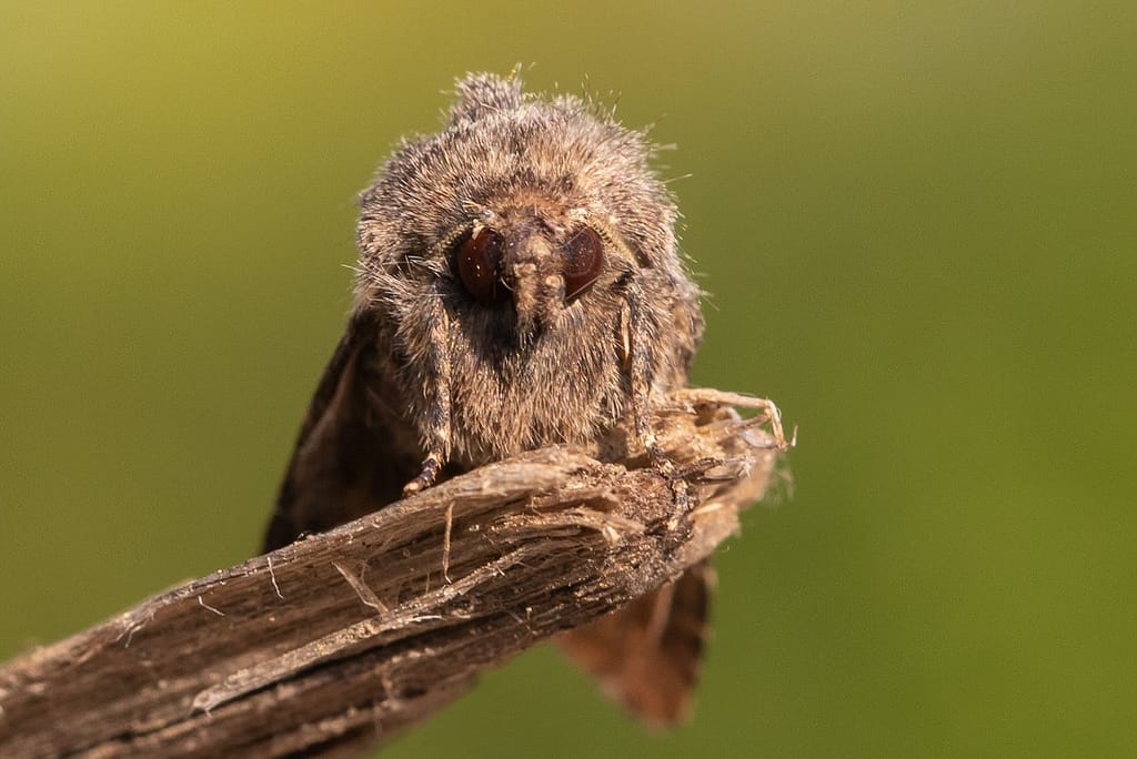 Luperina testacea, Gewone grasuil