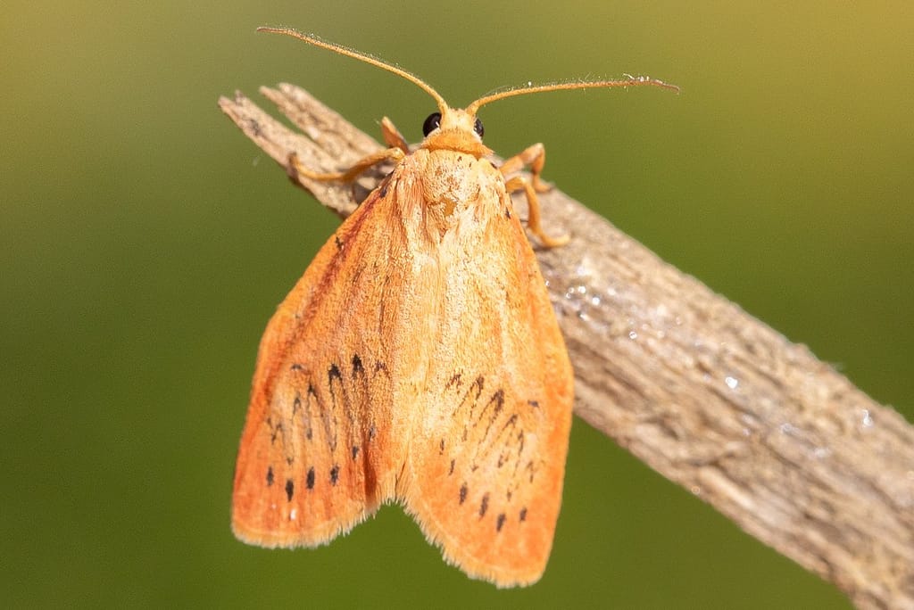 Miltochrista miniata, Rozenblaadje