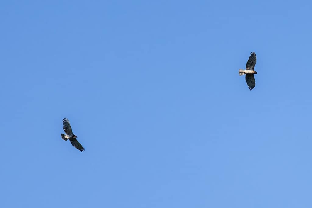 Circaetus gallicus, Slangenarend