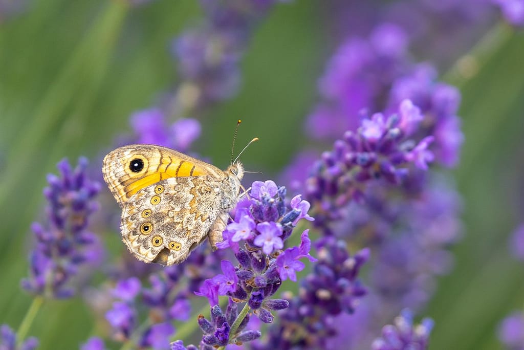 Lasiommata megera, Argusvlinder