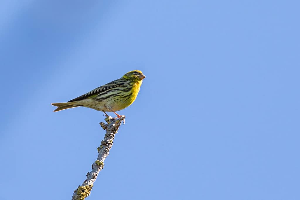 Serinus Serinus, Europese kanarie