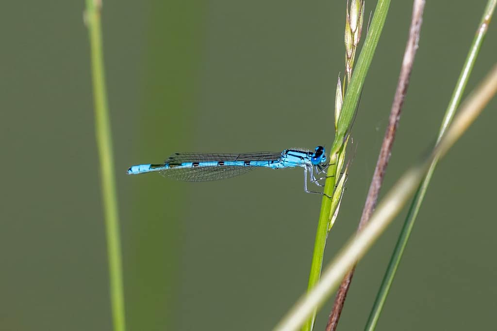 Coenagrion Puella, Azuurwaterjuffer